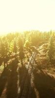 The sun setting through the trees in a peaceful forest video