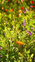 een levendig veld- gevulde met een verscheidenheid van wilde bloemen in vol bloeien video