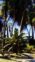 ein tropisch Paradies Strand mit Palme Bäume und klar Blau Himmel video