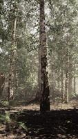 une dense et majestueux bouleau forêt avec imposant des arbres video