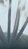 A foggy day with palm trees in the foreground video