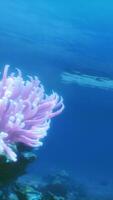 a embaixo da agua Visão do uma coral recife com uma barco dentro a fundo video