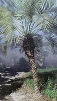 een palm boom in de midden- van een mistig Woud video