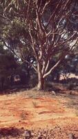 un sereno suciedad la carretera devanado mediante un lozano bosque video