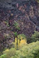 fuego devastado ladera contrastes con nativo verde caduco bosque foto