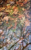 Background of Submerged maple leaves and tree reflections photo