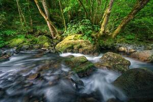 A stream flows happily between limestone rocks and deciduous forests photo