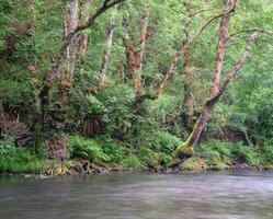 Elderly twisted mossy oak trees leaning over a riverbed photo