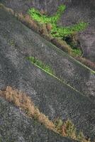 Devastating results of forest fire and some green shoots of regenerative vegetation photo