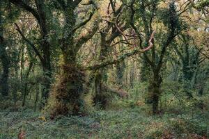 Impenetrable thickets of weeds and ivy covered trees photo