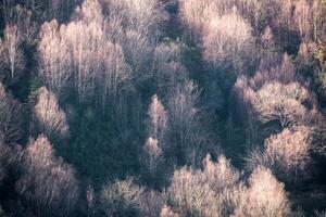 Ghostly tree figures of white winter birches illuminated by a weak sun photo