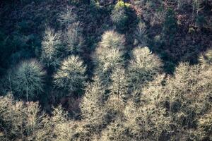 Spooky appearance of winter trees among the surrounding darkness photo