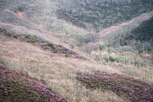 Patches of purple heather interspersed with oak woodland on southern slopes of Courel Mountains photo