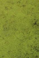 Texture of swamp water dotted with green duckweed and marsh vegetation photo