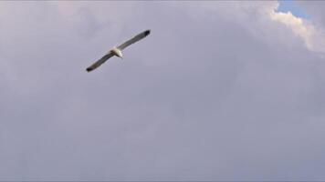 livre gaivotas vôo dentro nublado céu imagens de vídeo. video