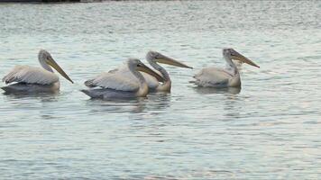 Pelicans Floating in the Sea Feed on Fish Throwed by People Footage. video