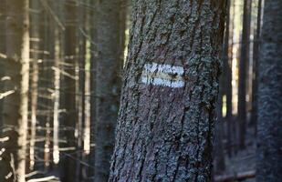 Walking trail background. Yellow and white forest path on brown tree trunk. Guide sign made with paint on hiking trail. Symbol points right way to go photo