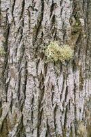 antecedentes demostración arbóreo liquen en el áspero ladrar de un castaña árbol foto