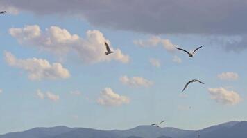kostenlos Möwen fliegend im wolkig Himmel Filmaufnahme. video