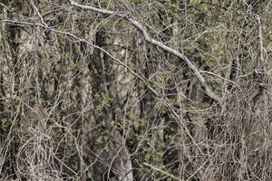 Gloomy forest background. Bare tree branches intertwined with each other. photo