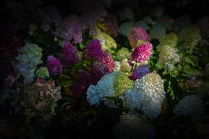 floral oscurecido antecedentes. multicolor hortensia flores de cerca con un oscuro viñeta en el lados foto