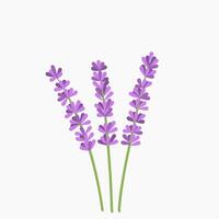 Spring lavender purple flower nature plant in bloom graphic illustration vector