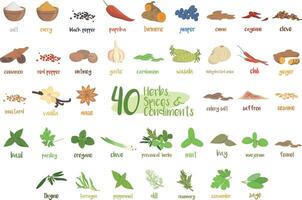 Set of 40 different culinary herbs, species and condiments in cartoon style. vector