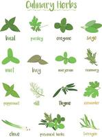 Set of 15 different culinary herbs in cartoon style. vector