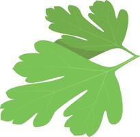 coriander illustration isolated in cartoon style. Herbs and Species Series vector