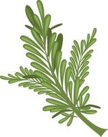 rosemary illustration isolated in cartoon style. Herbs and Species Series vector