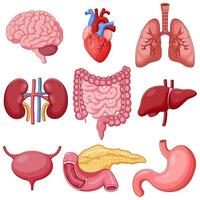 Set of Human Organ Anatomy Cartoon. Illustration vector