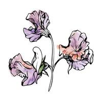 Hand drawn watercolor ink illustration botanical flowers leaves. Sweet everlasting pea, vetch bindweed legume. Branch bouquet isolated on white background. Design wedding, love cards, floral shop vector