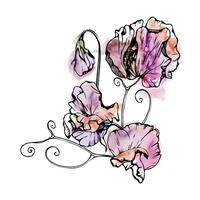 Hand drawn watercolor ink illustration botanical flowers leaves. Sweet everlasting pea, vetch bindweed legume. Branch bouquet isolated on white background. Design wedding, love cards, floral shop vector