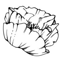 conjunto de elementos con mano dibujado peonía amapola flores aislado en blanco antecedentes. botánico gráfico ilustración. diseño para invitaciones, boda, amor o saludo tarjetas, papel, imprimir, textil vector