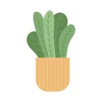 Houseplant. Indoor plant in a pot. illustration with white isolated background. vector