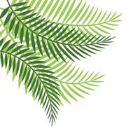 Palm Leaf Corner vector