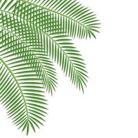 Palm Leaf Corner vector