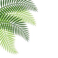 Palm Leaf Corner vector