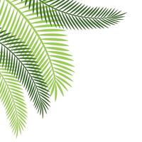 Palm Leaf Corner vector