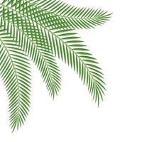 Palm Leaf Corner vector