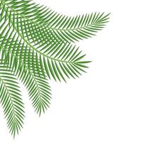 Palm Leaf Corner vector