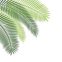 Palm Leaf Corner vector