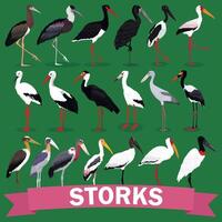Storks set vector