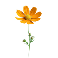 Orange cosmos Marguerite comme fleurs avec mince pétales Jaune centre cosmos sulphureus png