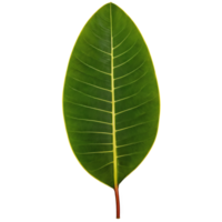 Rubber plant leaf large oval leaf with glossy dark green surface and prominent midrib Ficus png