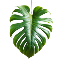 Monstera leaf large glossy green leaf with deep lobes and perforations Monstera deliciosa png