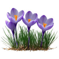 Purple crocus small cup shaped flowers with prominent stamens grass like leaves Crocus vernus png