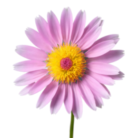 Pink aster thin petals radiating from yellow center slight curve at tips Symphyotrichum novae angliae png