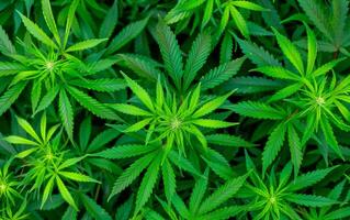 Top view photo of marijuana cannabis leafs plant background.