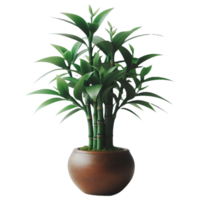 bambou arbre plante isolé sur transparent backgorund png